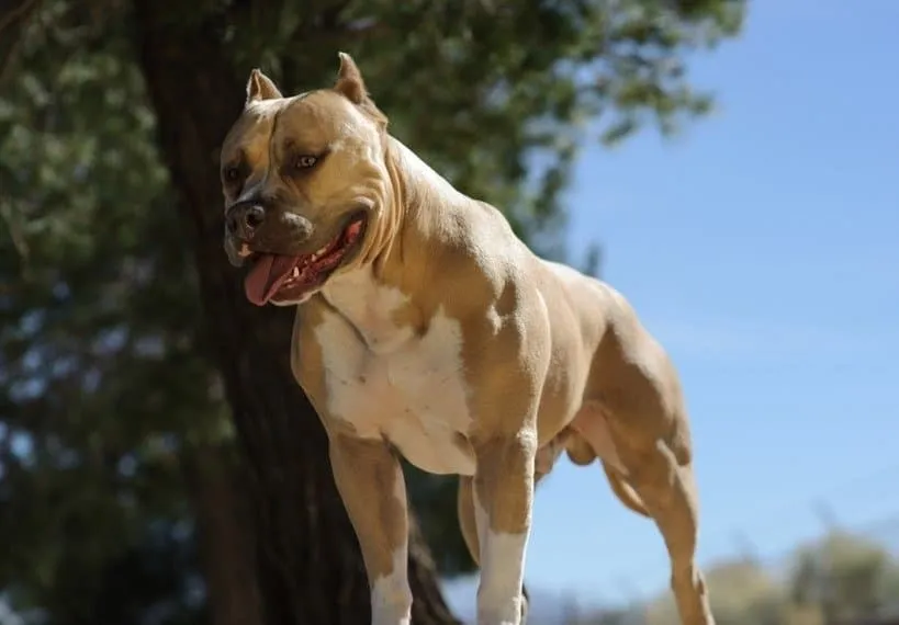 Muscular American Pit Bull Terrier standing outdoors with a tree and clear blue sky in the background.