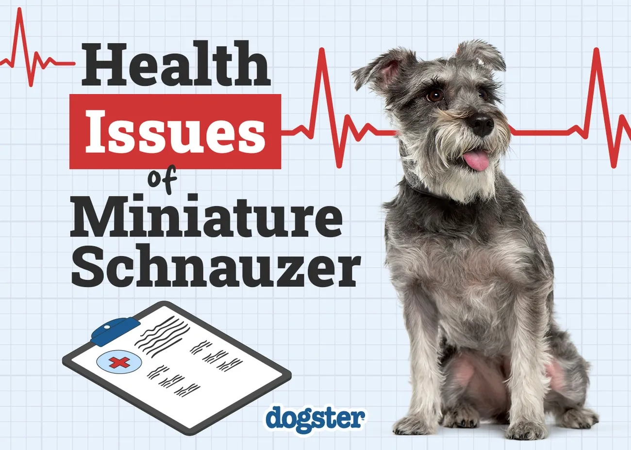 Miniature Schnauzer sitting with a medical clipboard and red heartbeat line highlighting common health issues.