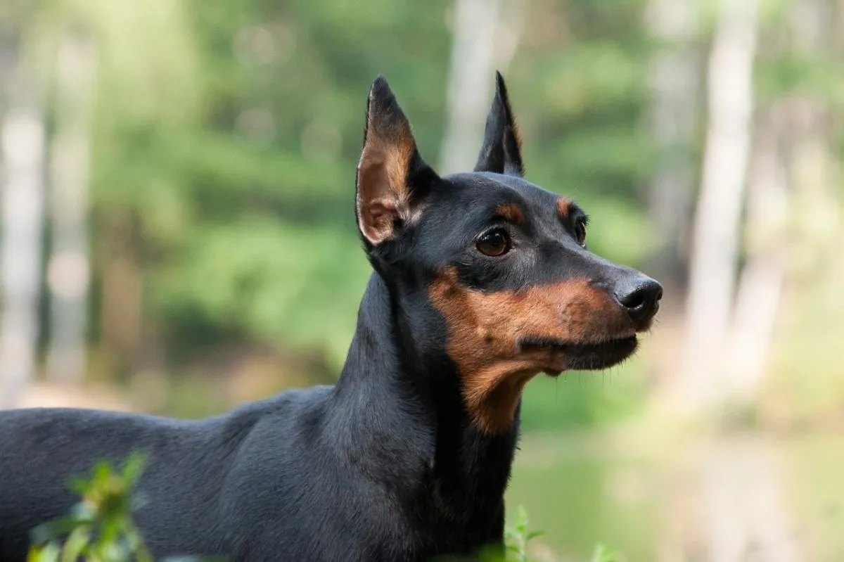 Close-up of an alert Miniature Pinscher dog with black and tan coat in an outdoor natural setting.