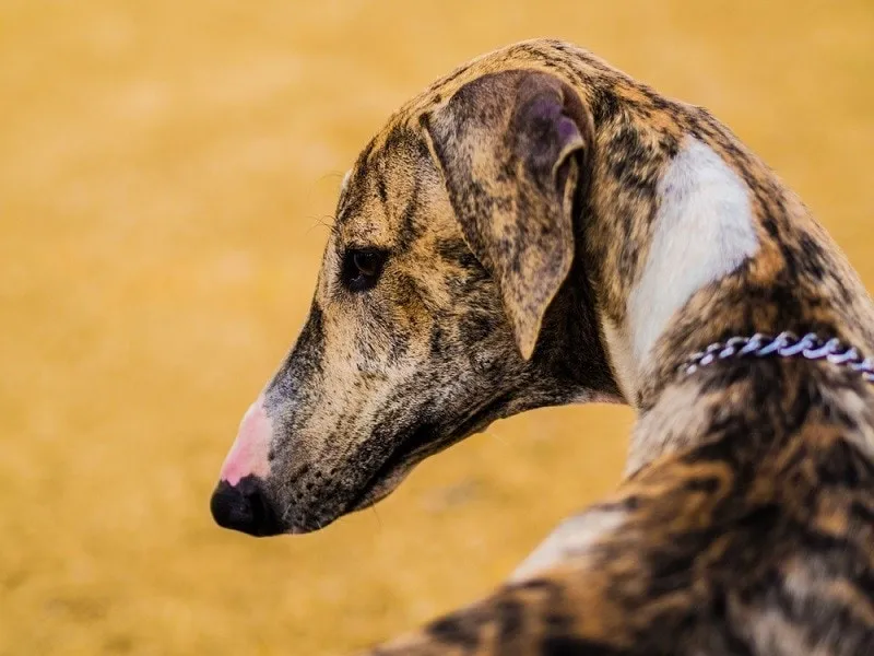 Close-up of a brindle Caravan Hound dog with a chain collar against a blurred yellow background.
