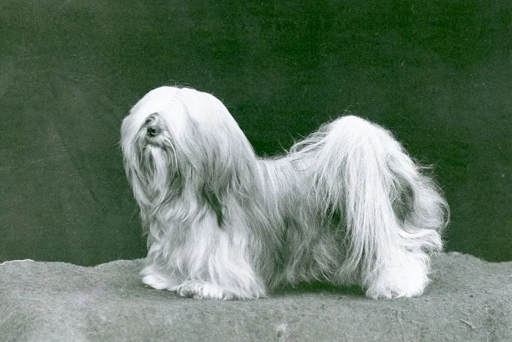 Long-haired Lhasa Apso dog standing on a textured surface against a dark background.