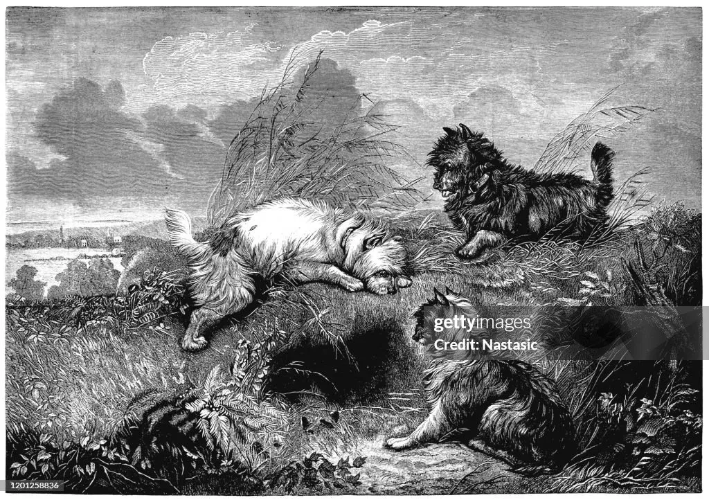 Engraving of three terrier dogs near a burrow in a grassy field under a cloudy sky.