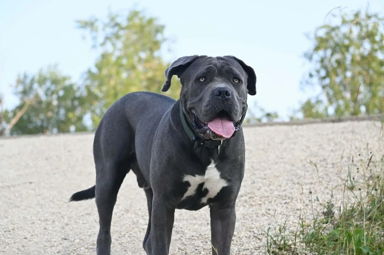 Large black Neapolitan Mastiff with white chest markings standing outdoors on a gravel path with greenery in the background