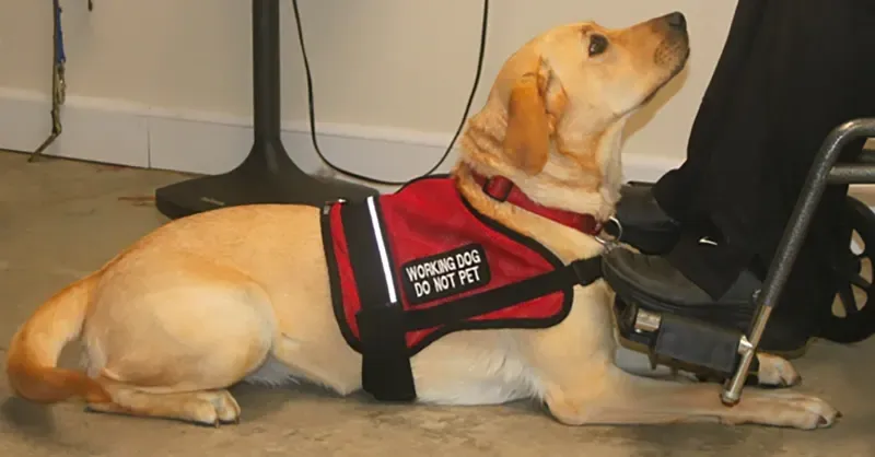 A yellow service dog wearing a red vest labeled 'Working Dog Do Not Pet' lies beside a person in a wheelchair.