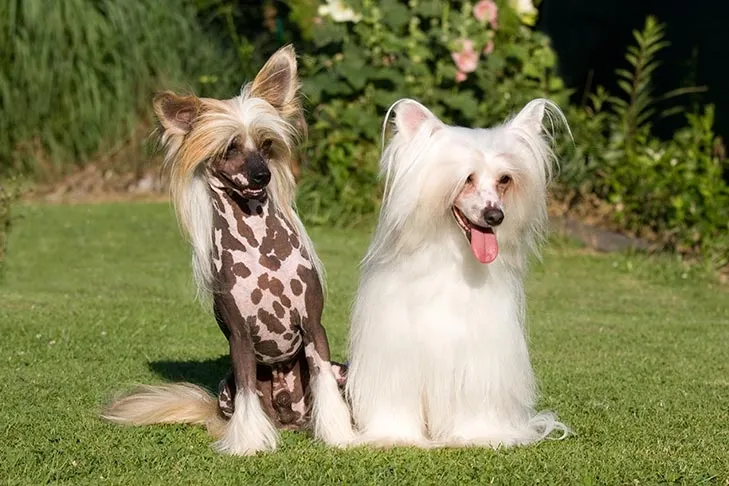 Two Chinese Crested dogs, one hairless with spotted skin and the other with long white fur, sitting on grass outdoors.