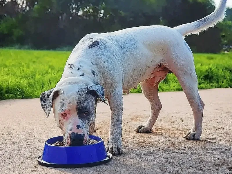A white and black-spotted Bully Kutta dog eating from a blue bowl outdoors on a sunny day.