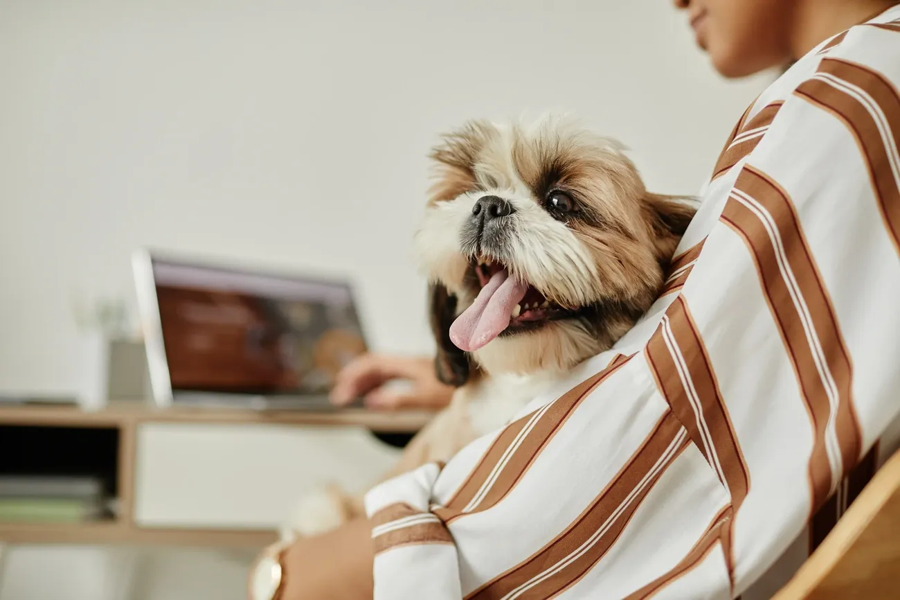 Happy Shih Tzu sitting on a person's lap while they work on a laptop at a desk in a cozy home setting.