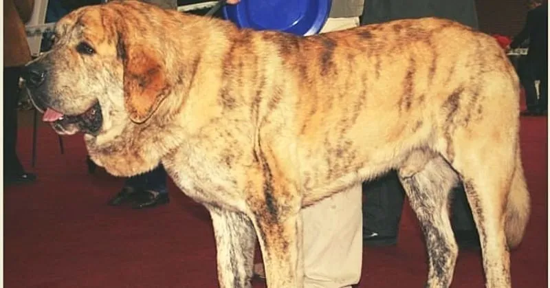 Large brindle Mastiff dog standing indoors at a dog show or event with people around.