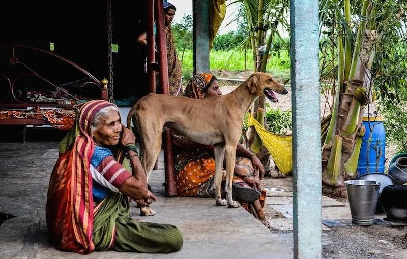 A Mudhol Hound stands alert beside two women sitting on a porch surrounded by rural Indian decor and greenery.