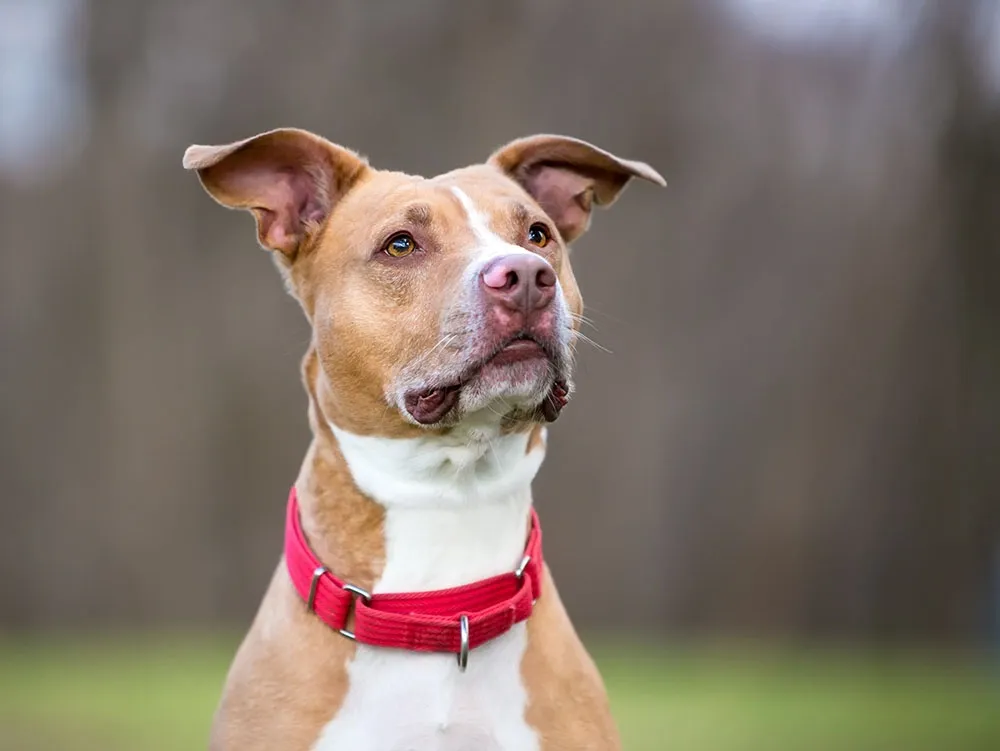Close-up of an attentive American Pit Bull Terrier wearing a red collar against a blurred outdoor background.