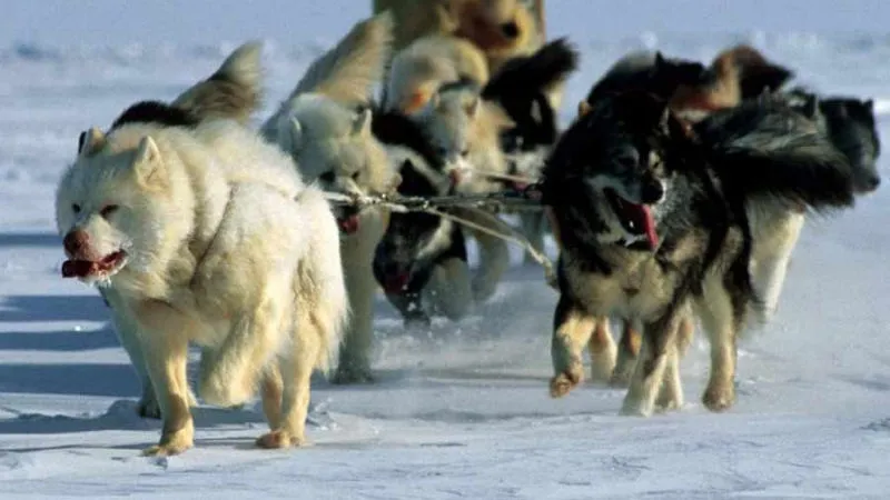 A team of Canadian Eskimo Dogs pulling a sled across a snowy landscape in harnesses.