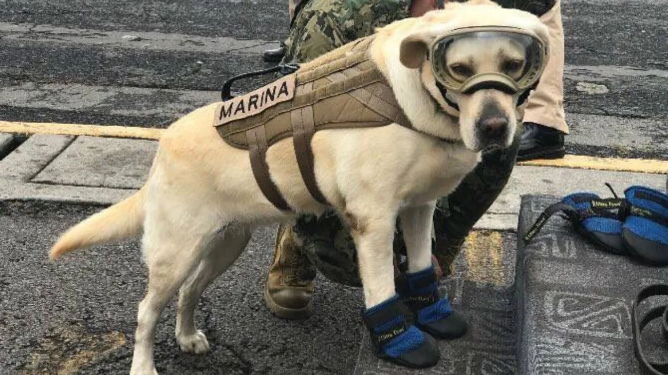 Frida, the Mexico earthquake rescue Labrador, wearing protective goggles, boots, and a harness labeled 'MARINA.'