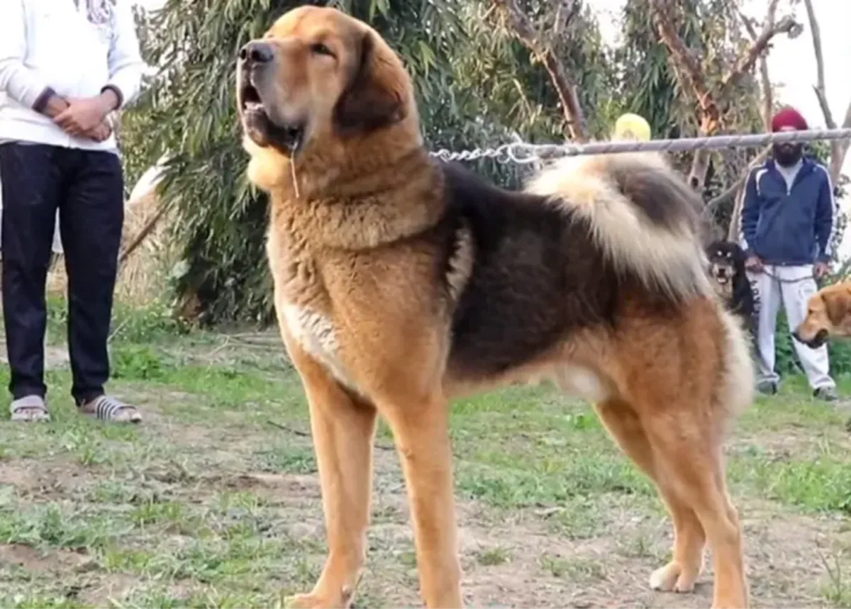 Large Bakharwal dog with a thick coat standing outdoors on grass near people and trees.