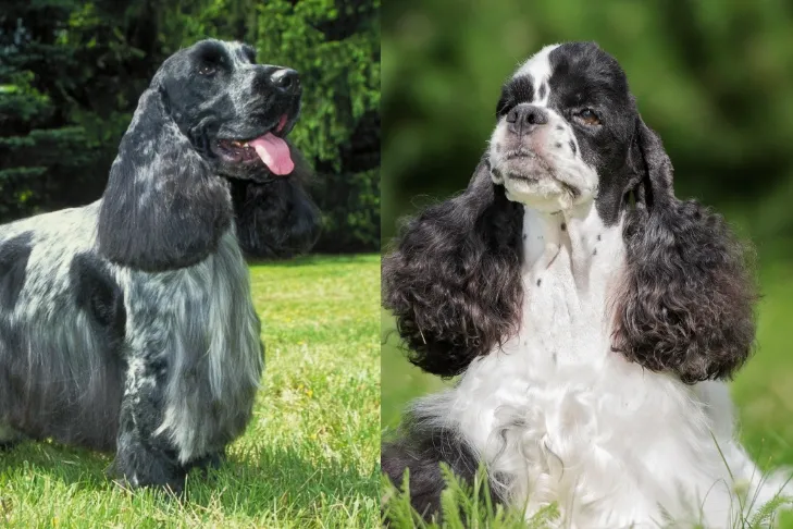 Side-by-side comparison of two Cocker Spaniels with distinct coat patterns and ear shapes outdoors on grass.