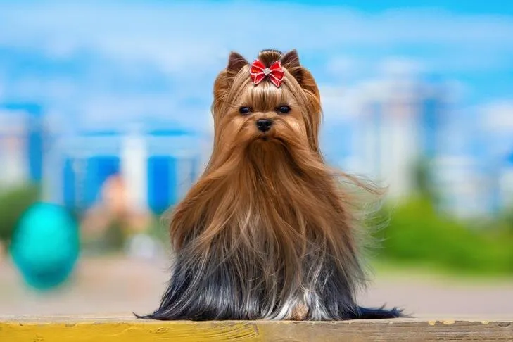 Well-groomed Yorkshire Terrier with long silky fur and a red bow on its head sitting outdoors.