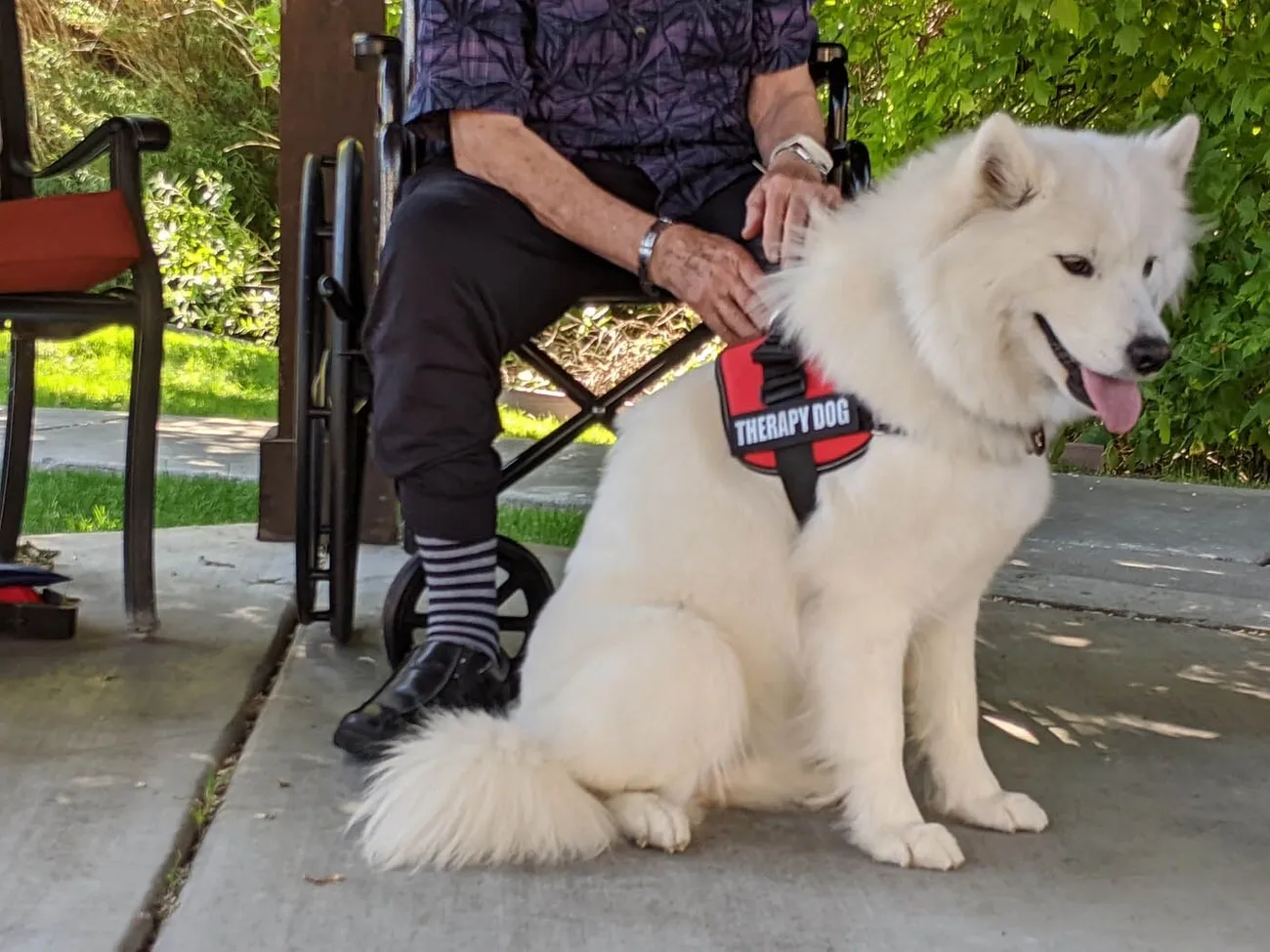 White therapy dog sitting beside a person in a wheelchair outdoors in San Antonio, TX dog training service setting.
