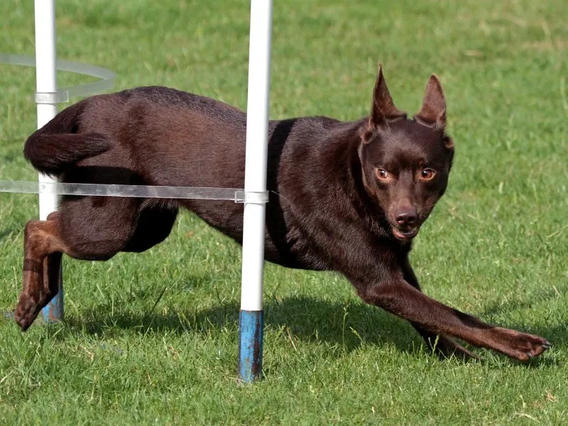 Energetic Australian Kelpie dog with dark brown coat jumping through an agility pole on grass.