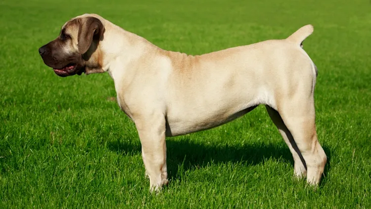 Adult English Mastiff standing sideways on green grass, showcasing its large and muscular build.