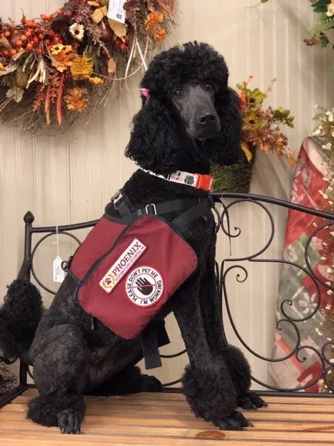 Black service poodle wearing a red 'Do Not Pet' vest sitting on a bench with autumn decorations in the background.