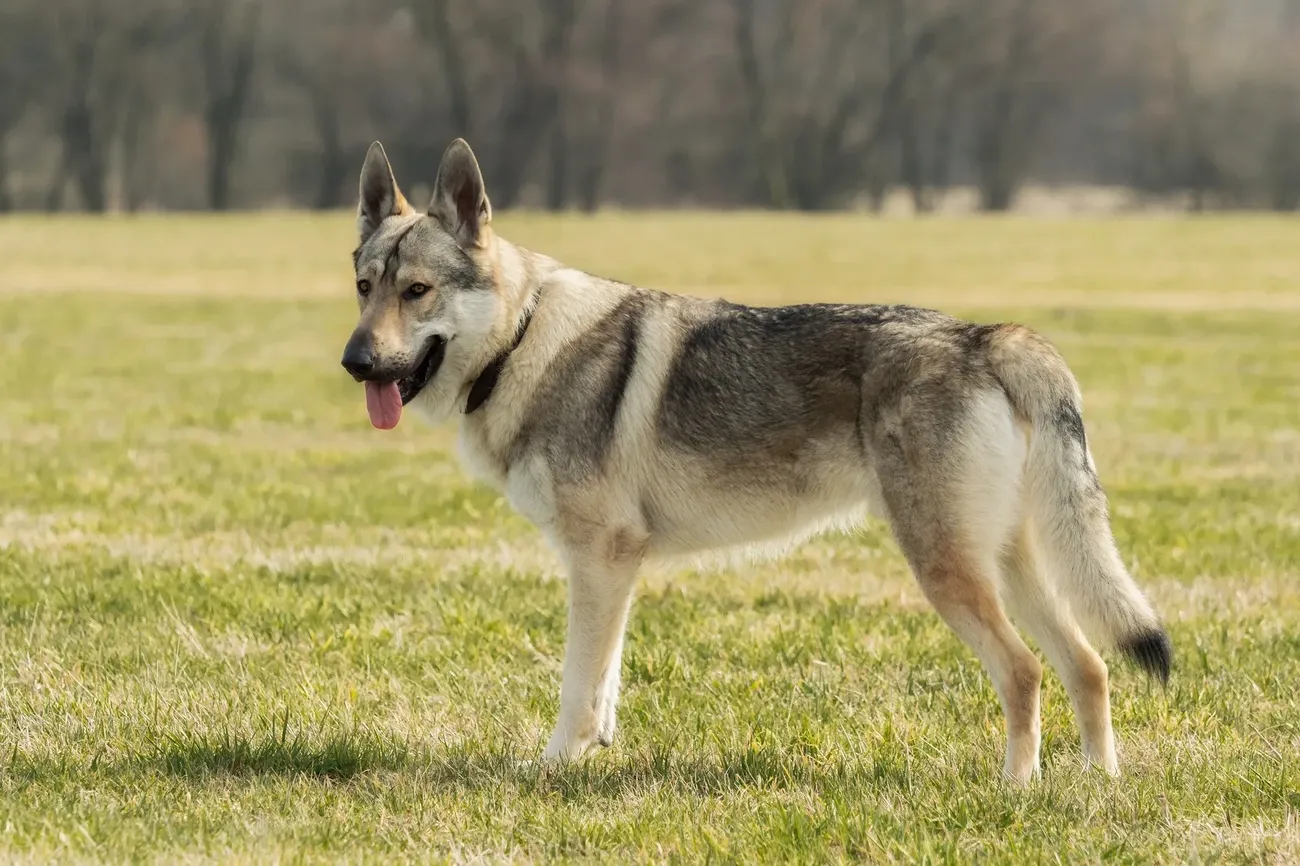 Czechoslovakian Wolfdog standing on grass with tongue out, showing wolf-like features and a thick gray coat.