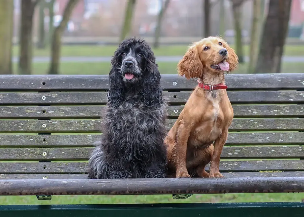 Two Cocker Spaniel dogs, one black and one golden, sitting side by side on a wooden park bench outdoors.