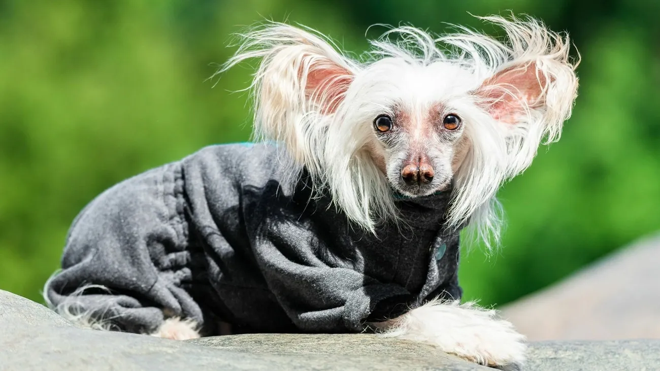 Chinese Crested dog wearing a gray sweater lying on a rock with a blurred green background