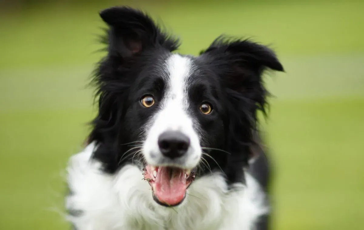 Close-up of a happy black and white Border Collie with bright eyes and perked ears on a blurred green background.
