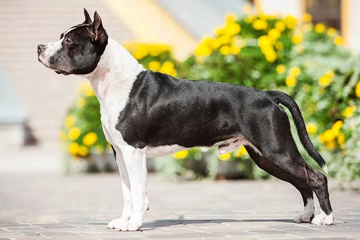 Black and white American Staffordshire Terrier standing in profile on a paved surface with yellow flowers in the background.