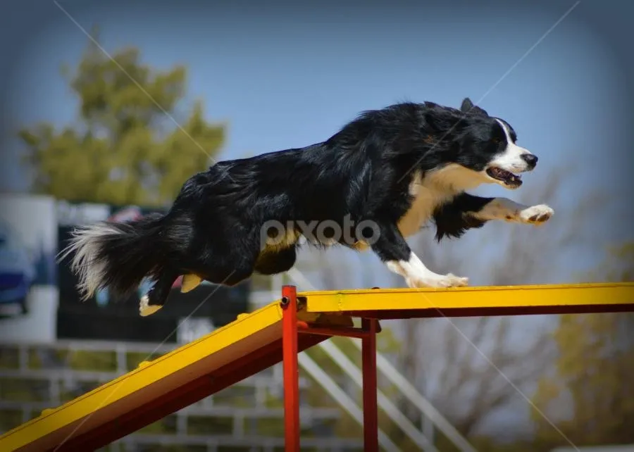 Border Collie in mid-air running across a yellow agility ramp outdoors on a clear day.