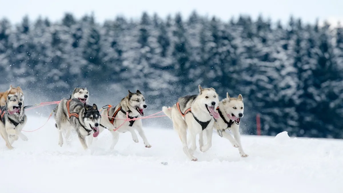 A team of sled dogs running through snow, harnessed and pulling a sled with a snowy forest background.