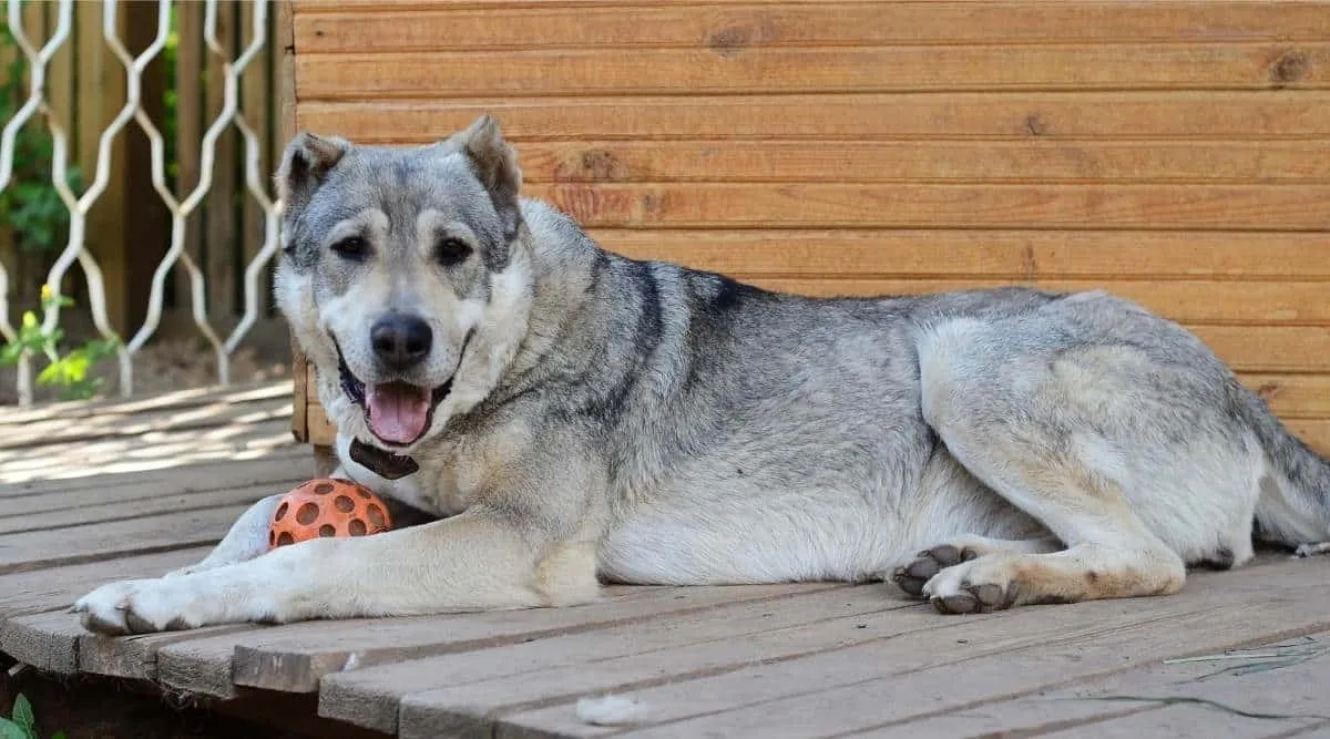 Central Asian Shepherd dog lying on a wooden deck with a toy ball, looking content and relaxed.