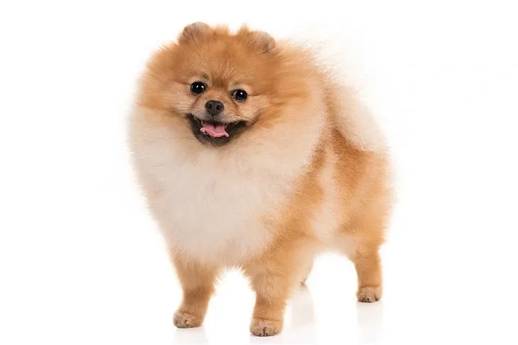 Fluffy orange Pomeranian dog standing on a white background with its tongue slightly out and a happy expression.