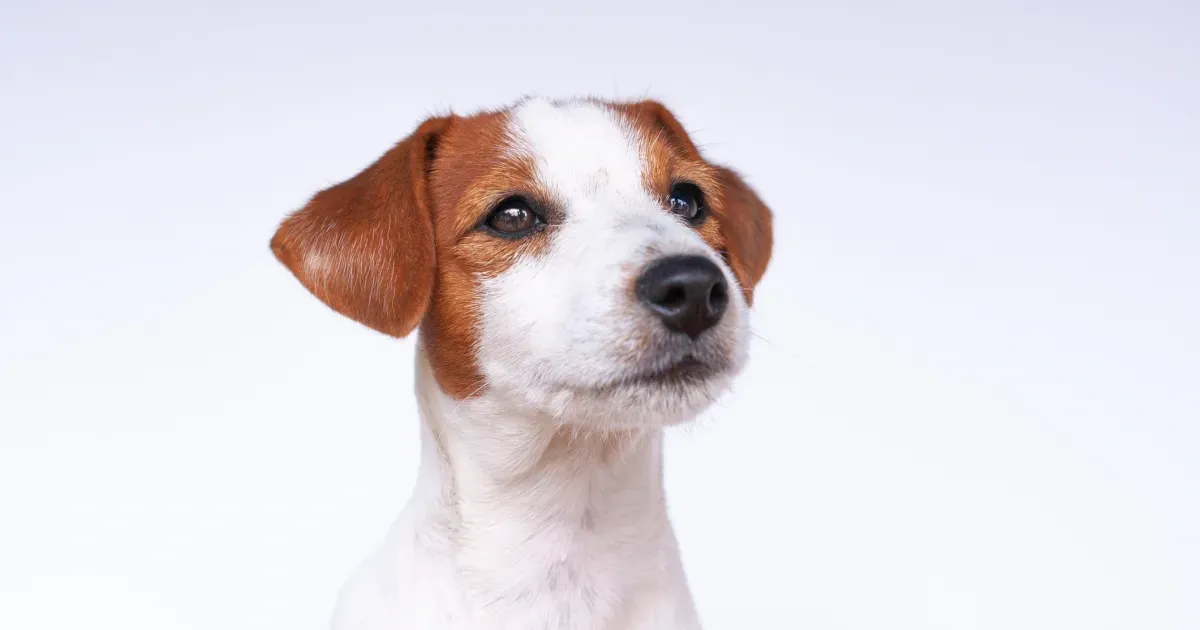 White and brown Jack Russell Terrier dog with distinctive ears against a plain light background