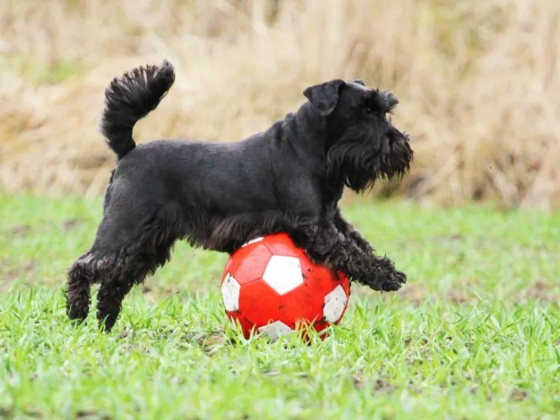 Miniature Schnauzer playing outdoors with a red and white soccer ball on green grass.