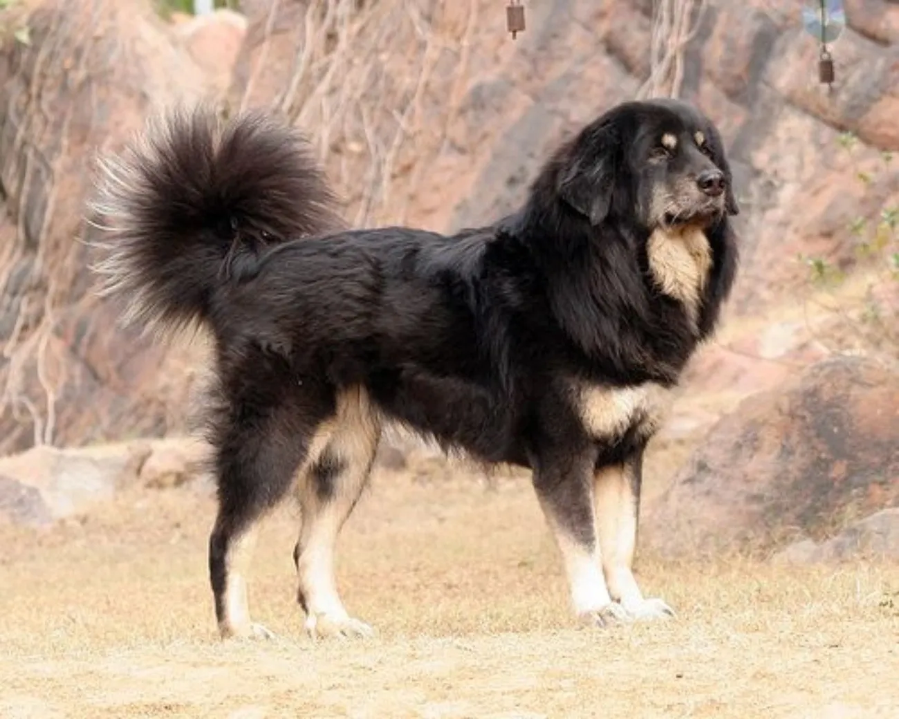 Black and tan Himalayan Sheepdog standing outdoors on dry grass with rocky background and curled fluffy tail.