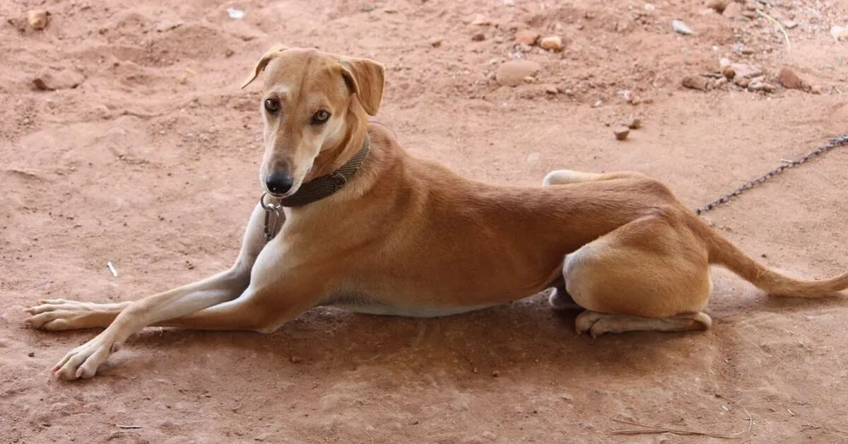 A tan Kanni dog with a slender body lying on reddish dirt, wearing a collar and looking at the camera.
