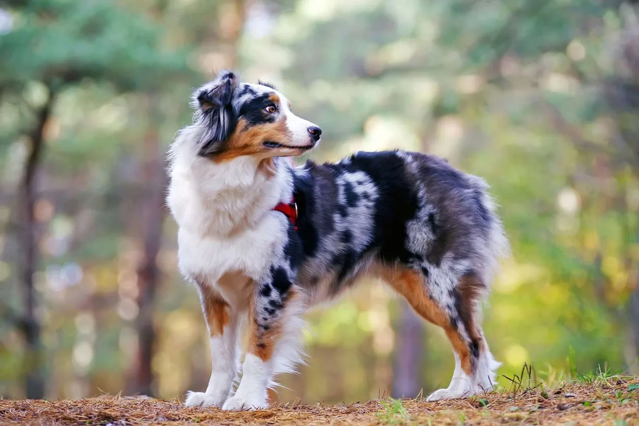 Australian Shepherd dog with a merle coat standing outdoors in a forested area with blurred background.