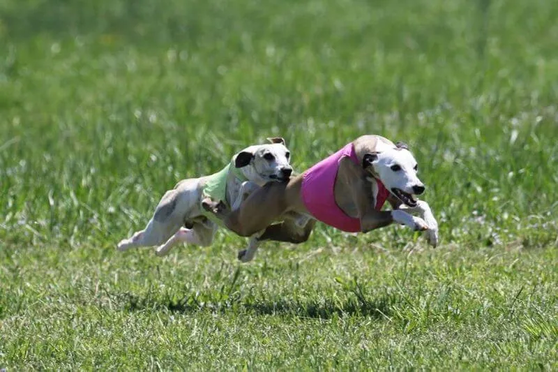 Two whippets in colored vests racing mid-air across a grassy field during lure coursing.