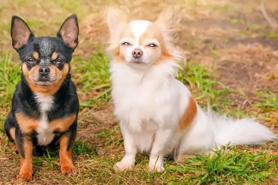 Two Chihuahuas, one black and tan and one white with brown spots, sitting on grass outdoors.