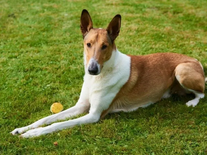 Smooth Collie dog lying on grass with a yellow ball, showing its slender build and alert expression.