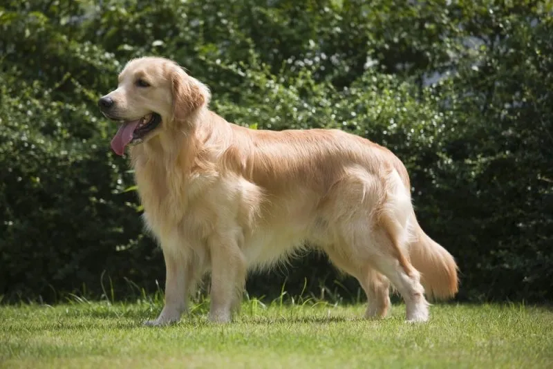 Golden Retriever standing on grass with lush green bushes in the background on a sunny day.