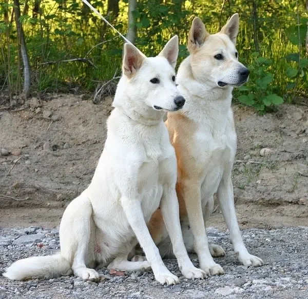 Two attentive Canaan dogs sitting side by side on a gravel path with greenery in the background.