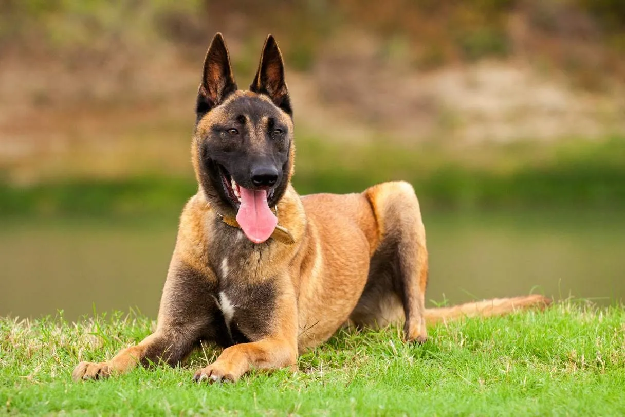 Belgian Malinois dog lying on grass with tongue out, showcasing its alert and healthy appearance.