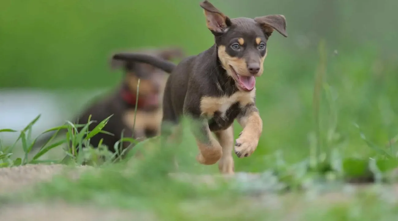 Two energetic puppies running on a grassy path with a blurred green background.