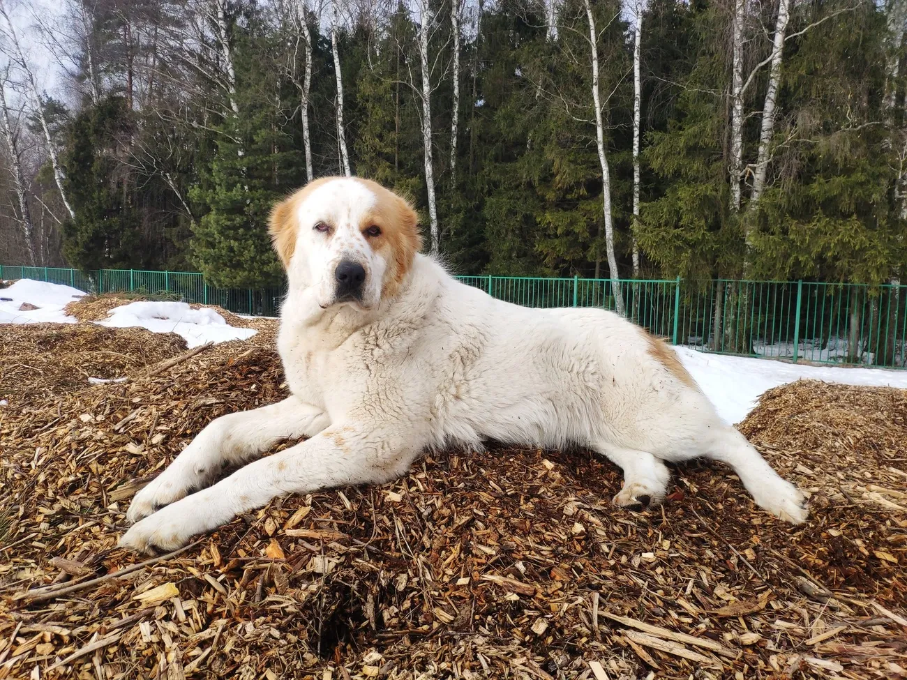 Central Asian Shepherd dog with thick white fur and tan markings lying on wood chips outdoors near a forest edge.