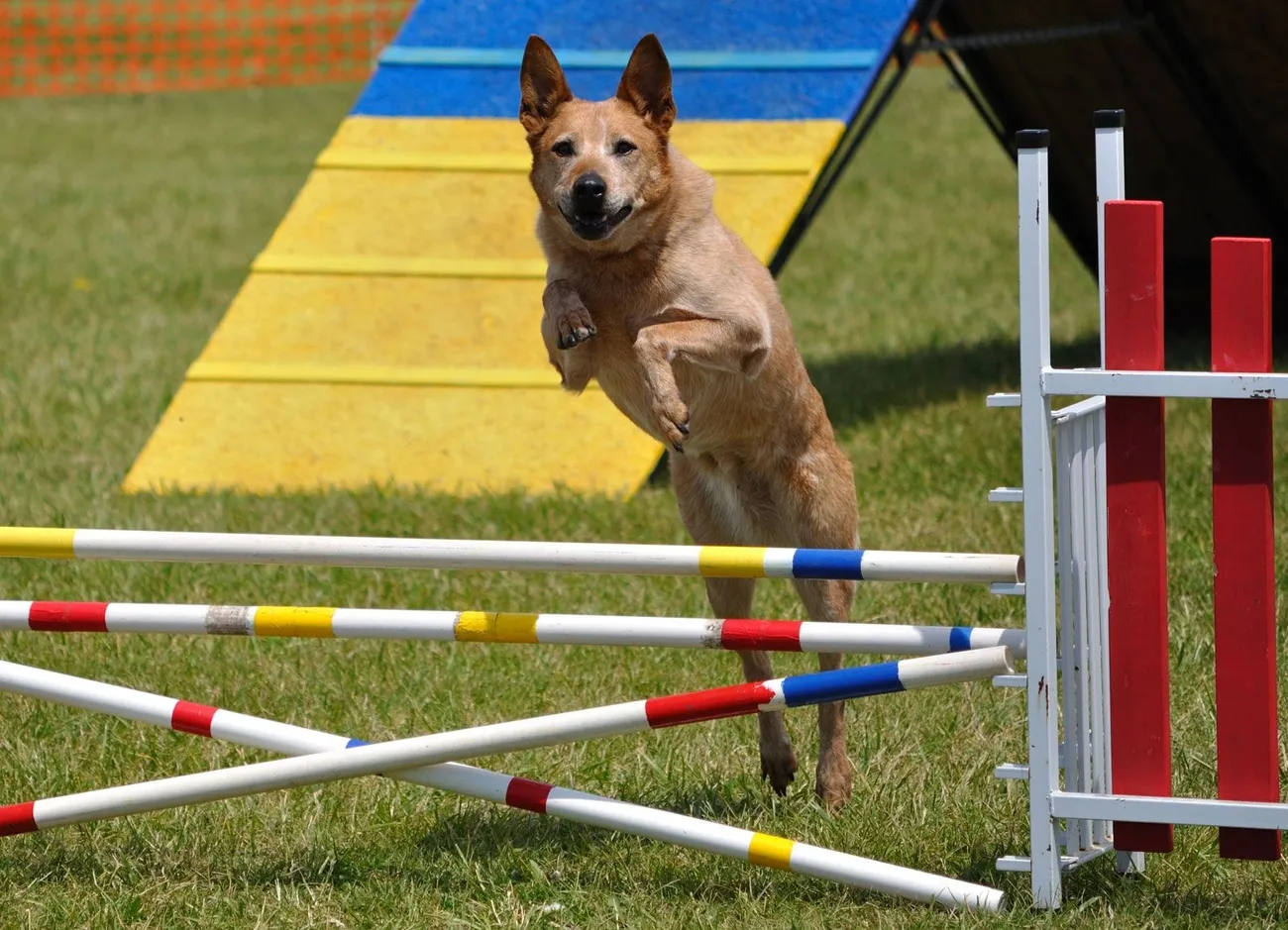 Australian Cattle Dog mid-jump over agility hurdles on a grassy field with colorful equipment in the background.