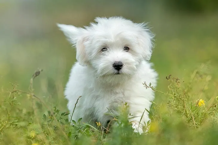 White fluffy Coton de Tulear puppy standing in green grass with a blurred natural background.