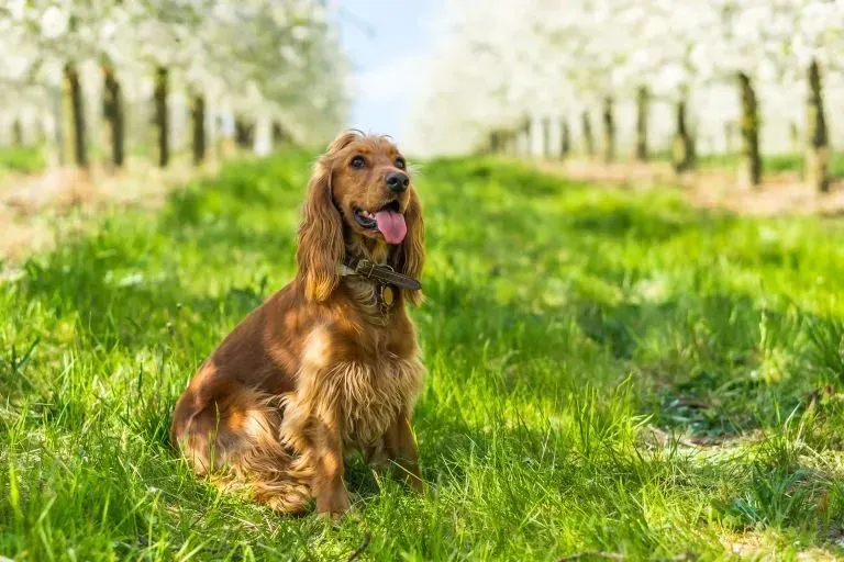 English Cocker Spaniel sitting on green grass between blooming trees on a sunny day with tongue out.