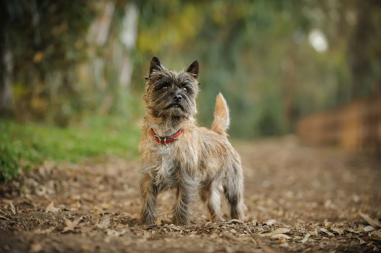 Brindle Cairn Terrier standing on a forest path, alert with erect ears and a red collar with a name tag.