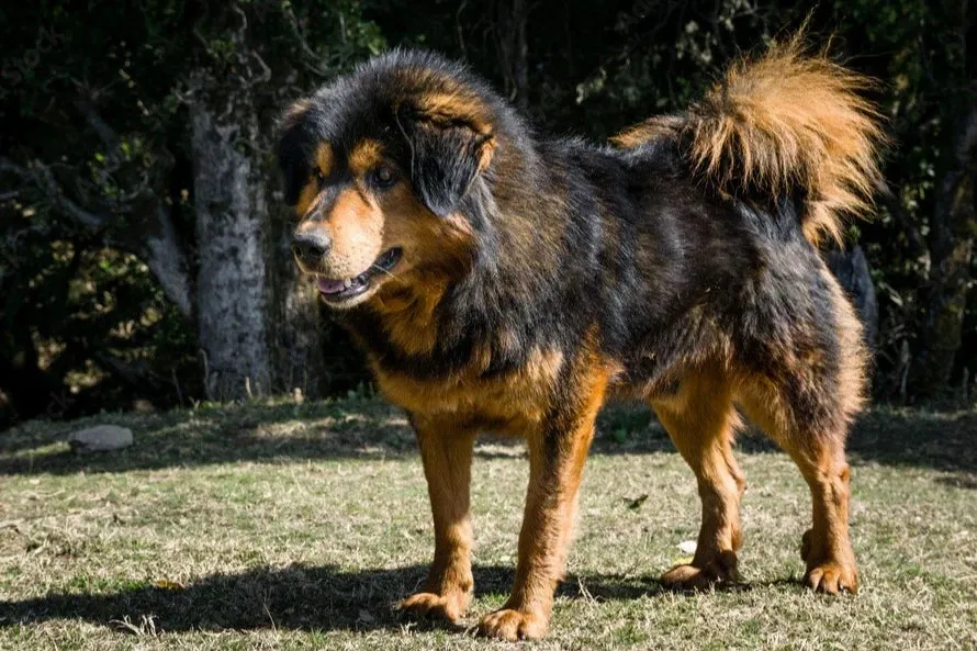 Himalayan Sheepdog standing on grass with thick black and tan fur and a bushy tail against a forest backdrop